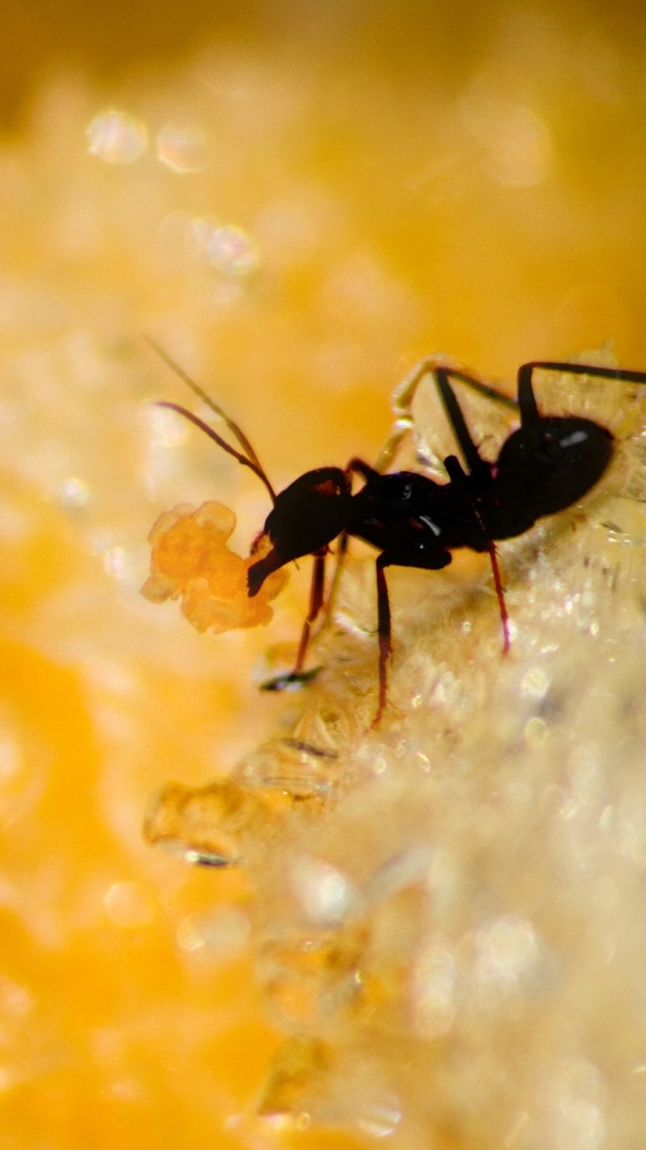 Yellow Liquid in Clear Glass. Wallpaper in 720x1280 Resolution