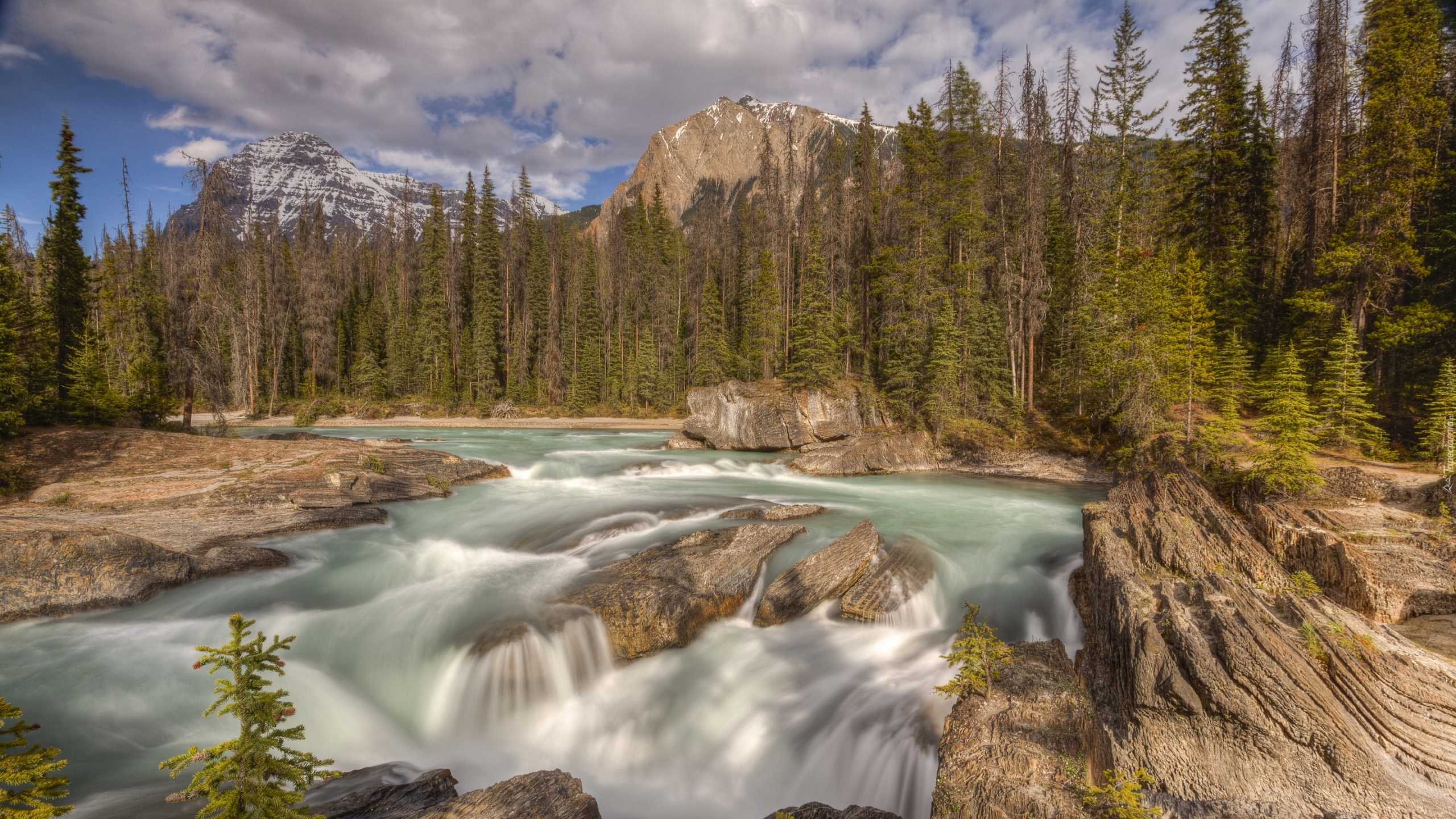 Green Pine Trees Near River During Daytime. Wallpaper in 2560x1440 Resolution