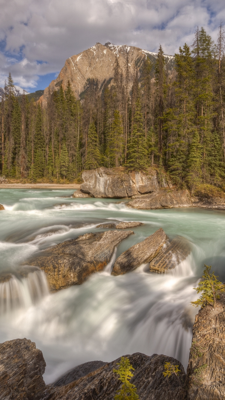 Green Pine Trees Near River During Daytime. Wallpaper in 750x1334 Resolution