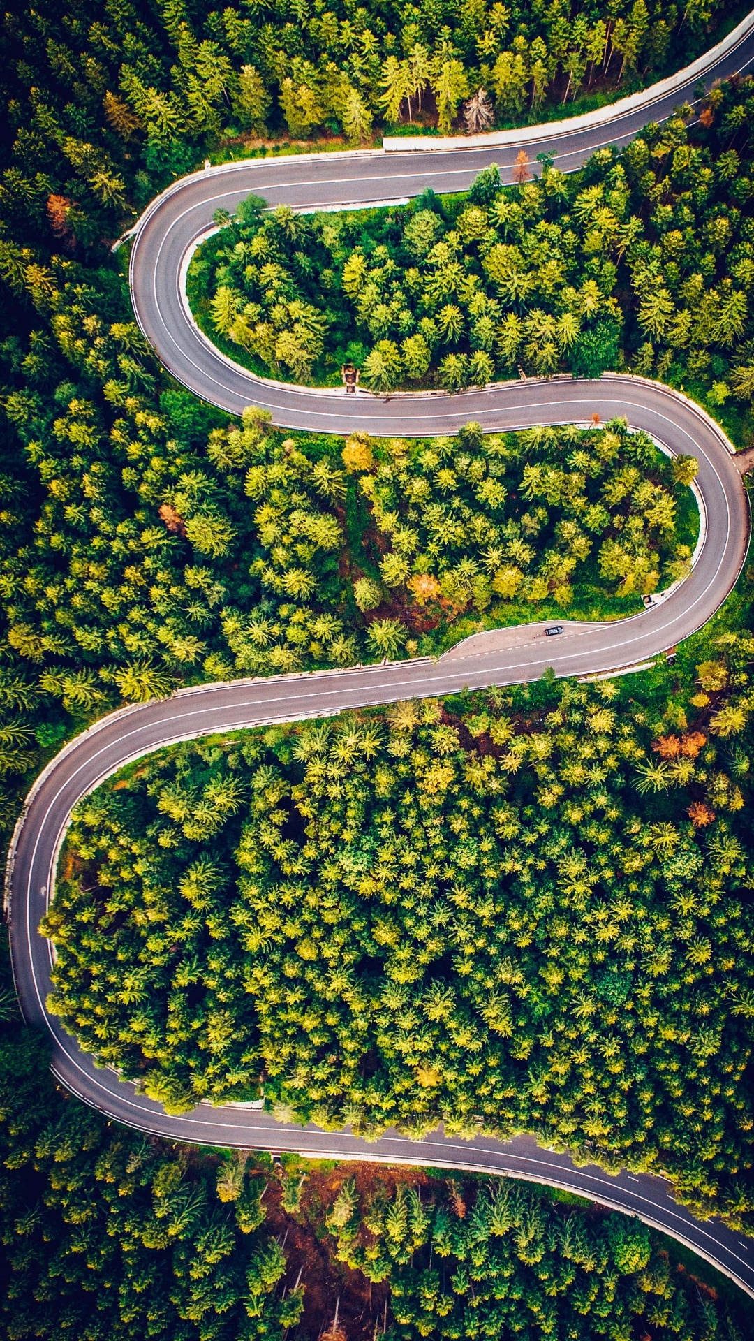 Végétation, Feuille, Plante, Biologie, Sciences. Wallpaper in 1080x1920 Resolution