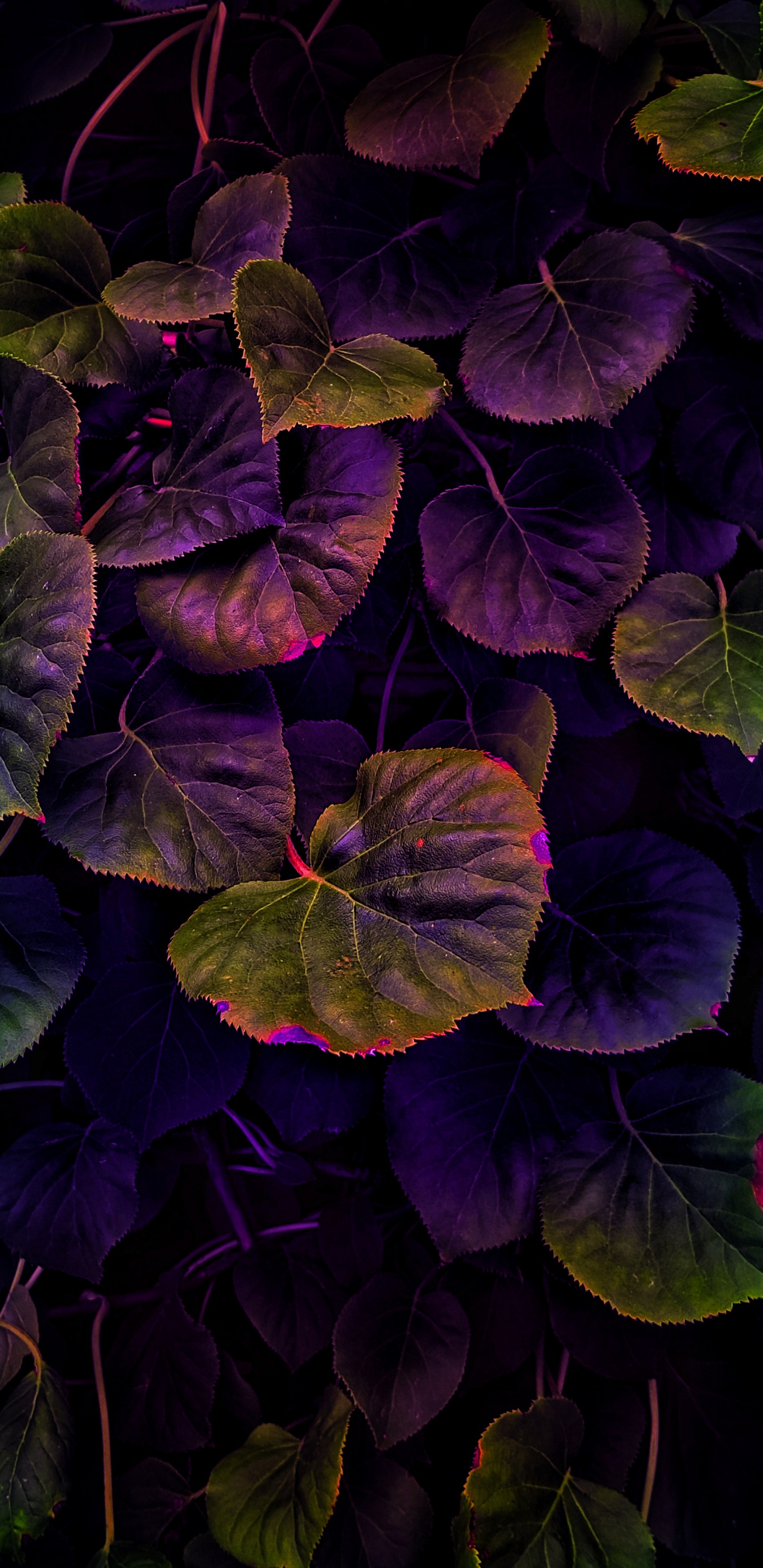Feuille, Purple, Pétale, Botanique, Plante Terrestre. Wallpaper in 1440x2960 Resolution