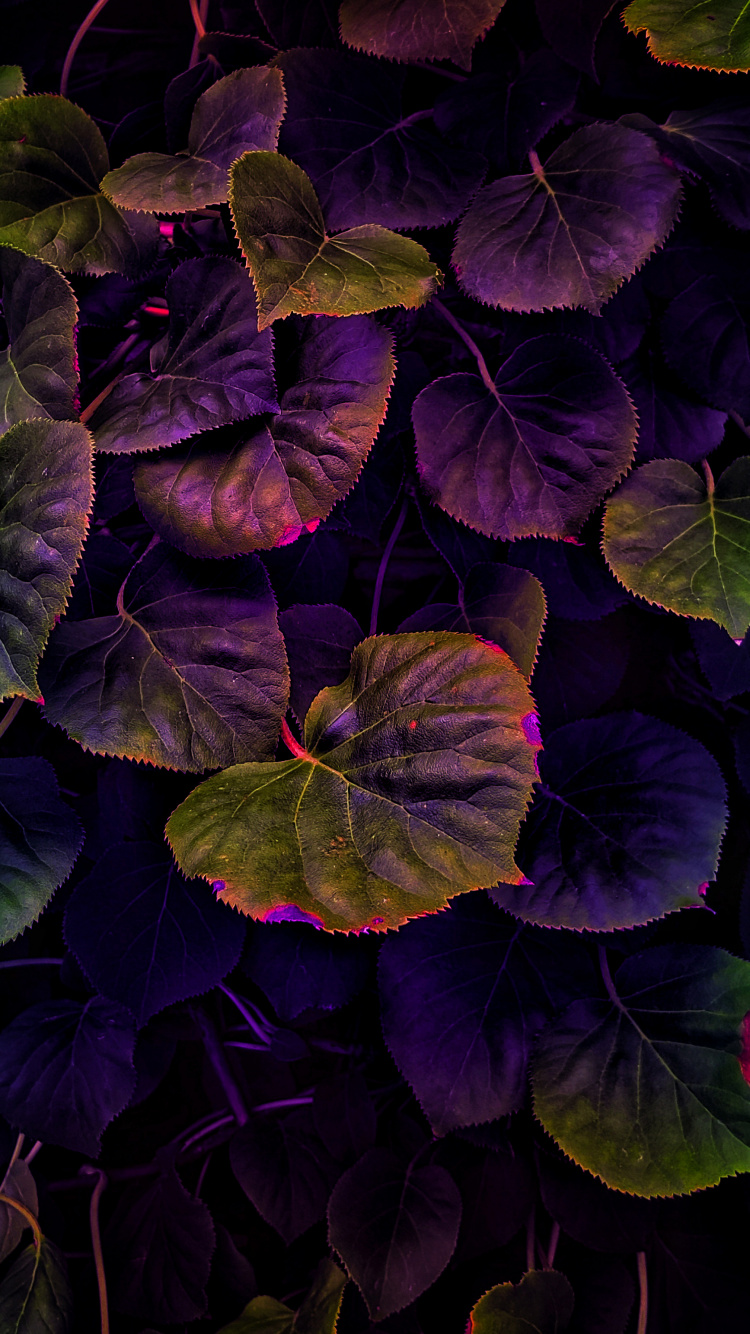 Feuille, Purple, Pétale, Botanique, Plante Terrestre. Wallpaper in 750x1334 Resolution
