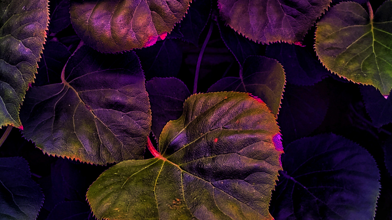 Plant, Leaf, Purple, Petal, Botany. Wallpaper in 1280x720 Resolution