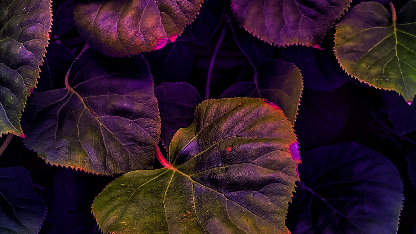 Plant, Leaf, Purple, Petal, Botany. Wallpaper in 1366x768 Resolution