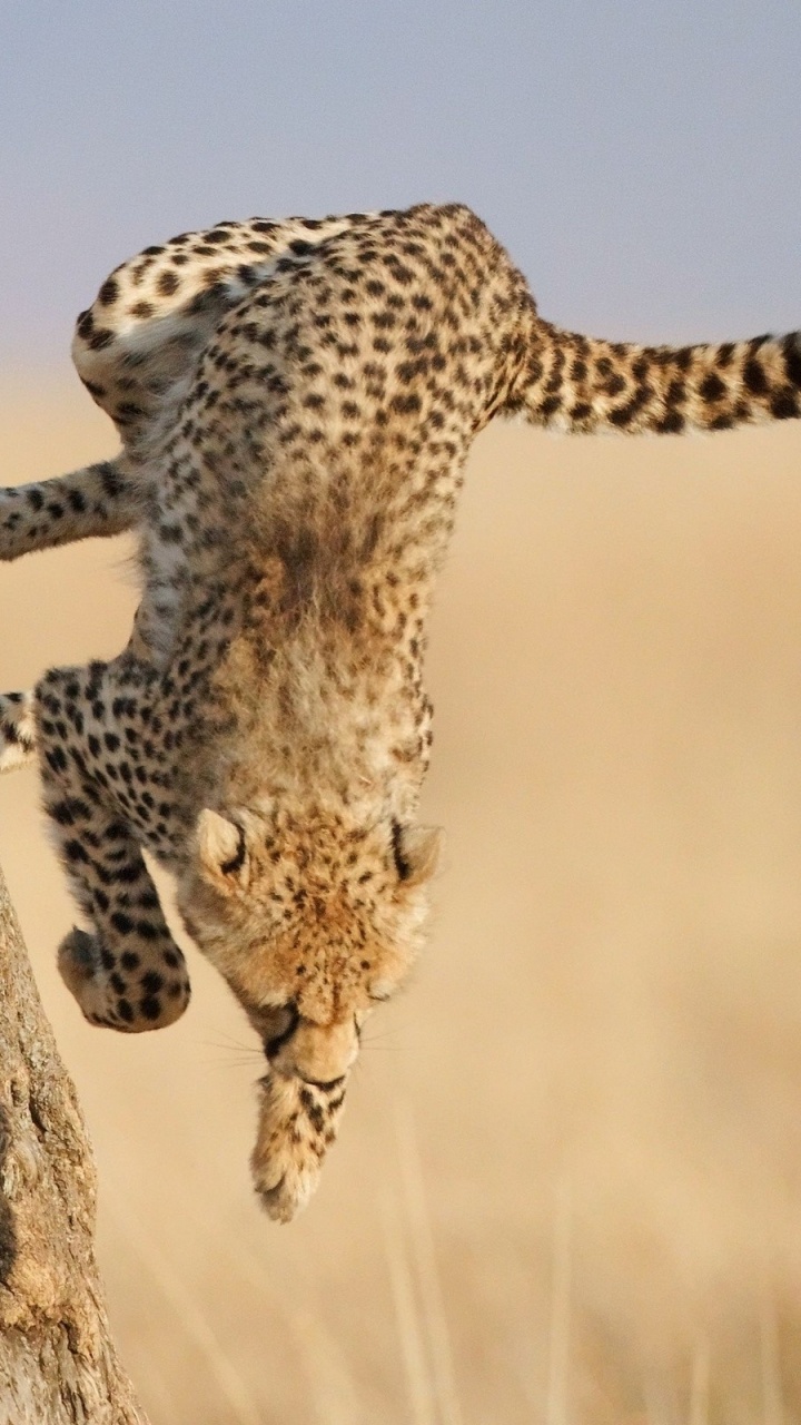 Leopard Auf Braunem Baumstamm. Wallpaper in 720x1280 Resolution