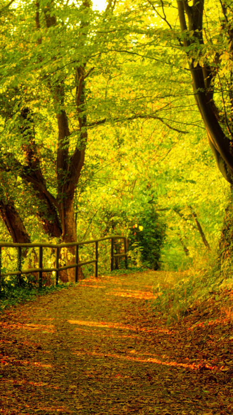 Brauner Holzzaun im Wald Tagsüber In. Wallpaper in 750x1334 Resolution