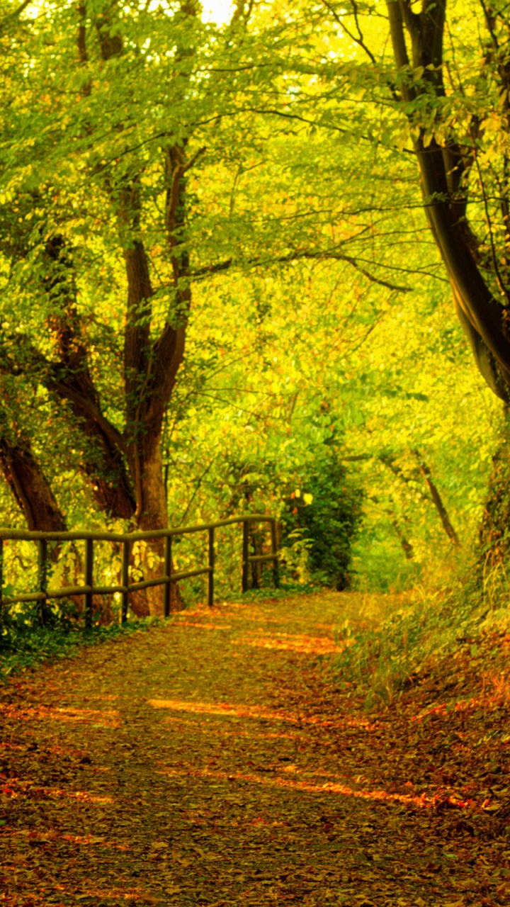 Brown Wooden Fence in Forest During Daytime. Wallpaper in 720x1280 Resolution