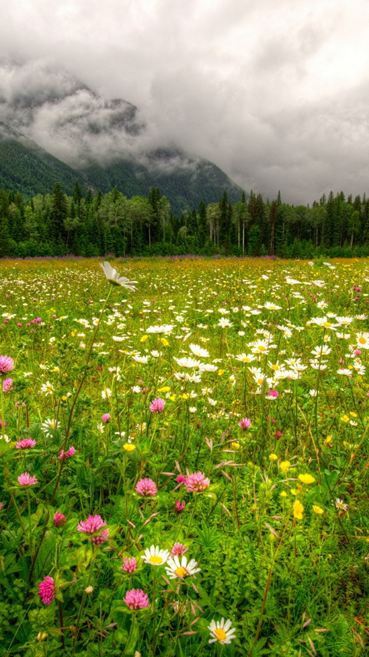 Lila Blumenfeld in Der Nähe Grüner Bäume Und Berge Unter Weißen Wolken Tagsüber. Wallpaper in 720x1280 Resolution