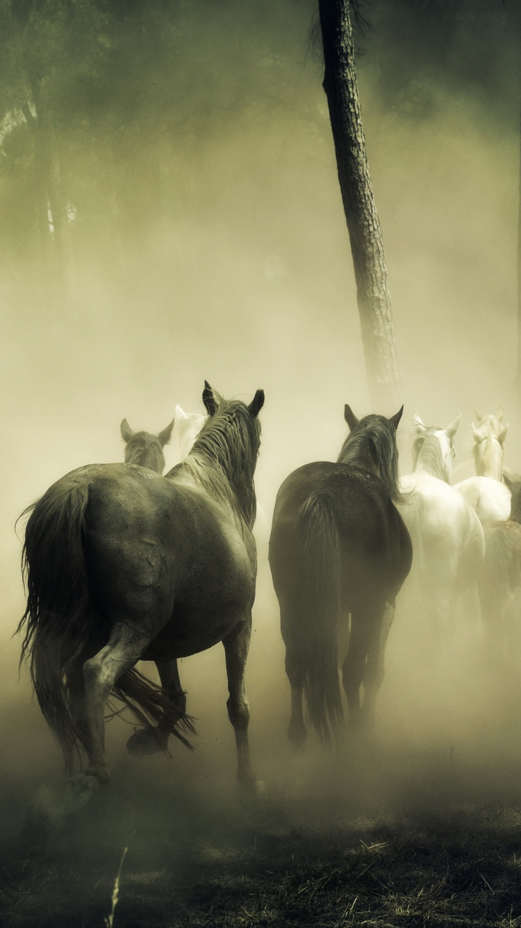 Horse, Stallion, Atmosphere, Sunlight, Mane. Wallpaper in 750x1334 Resolution