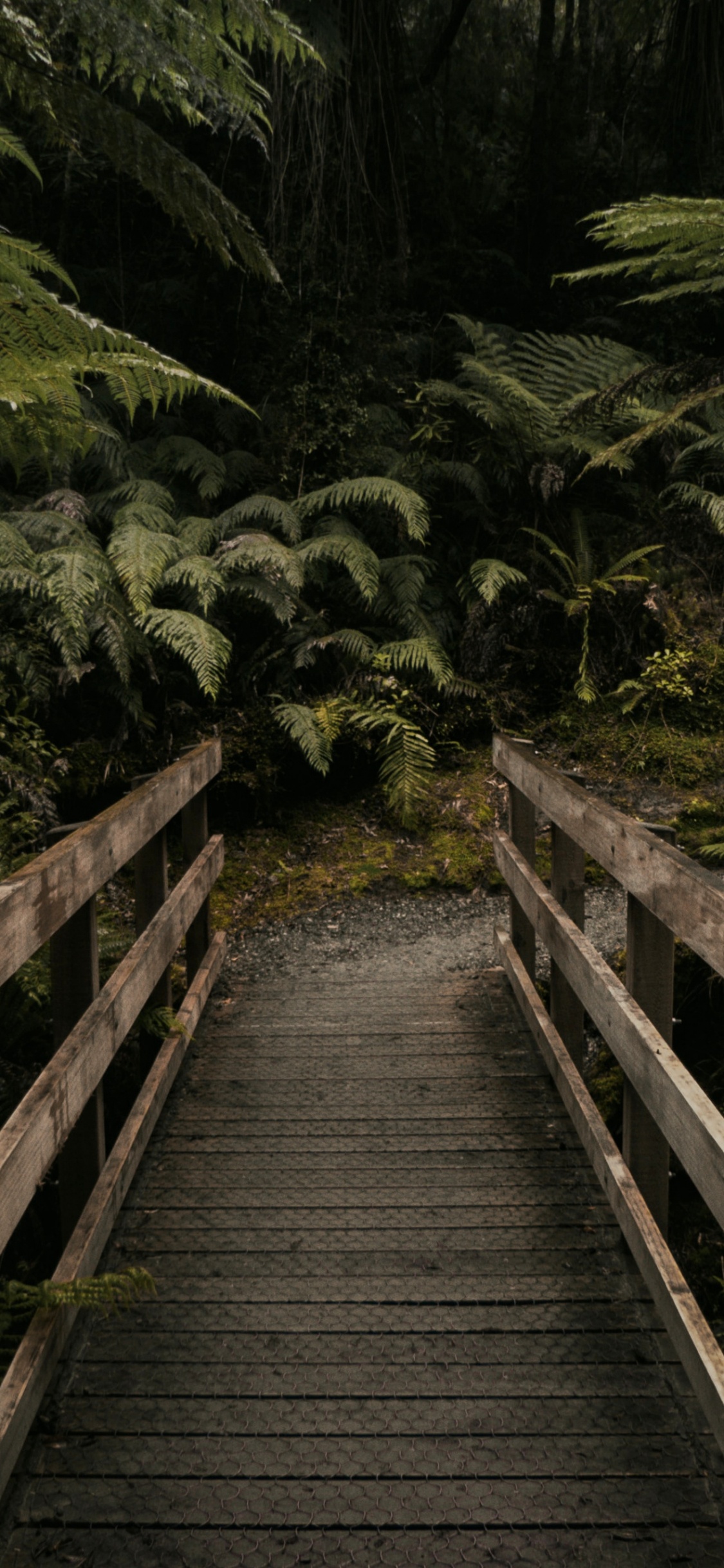Rainforest, Plant, Plant Community, Leaf, Natural Landscape. Wallpaper in 1125x2436 Resolution
