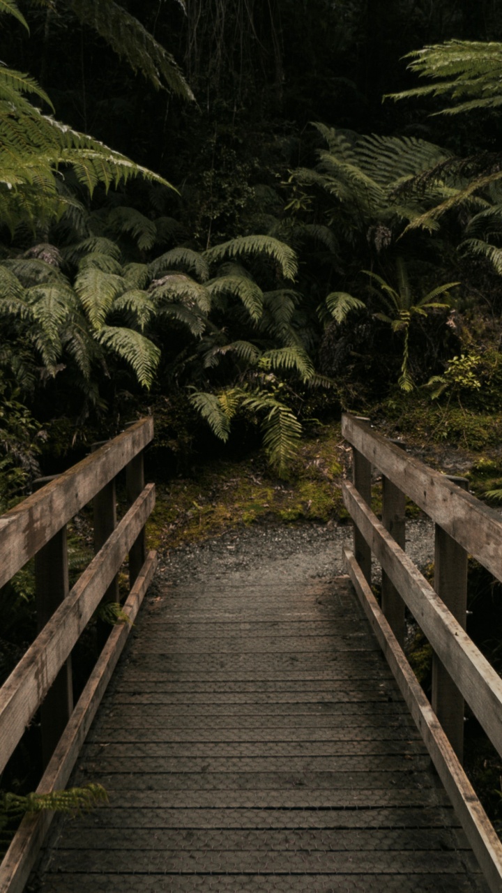 Rainforest, Plante de la Communauté, Feuille, Paysage Naturel, Escalier. Wallpaper in 720x1280 Resolution