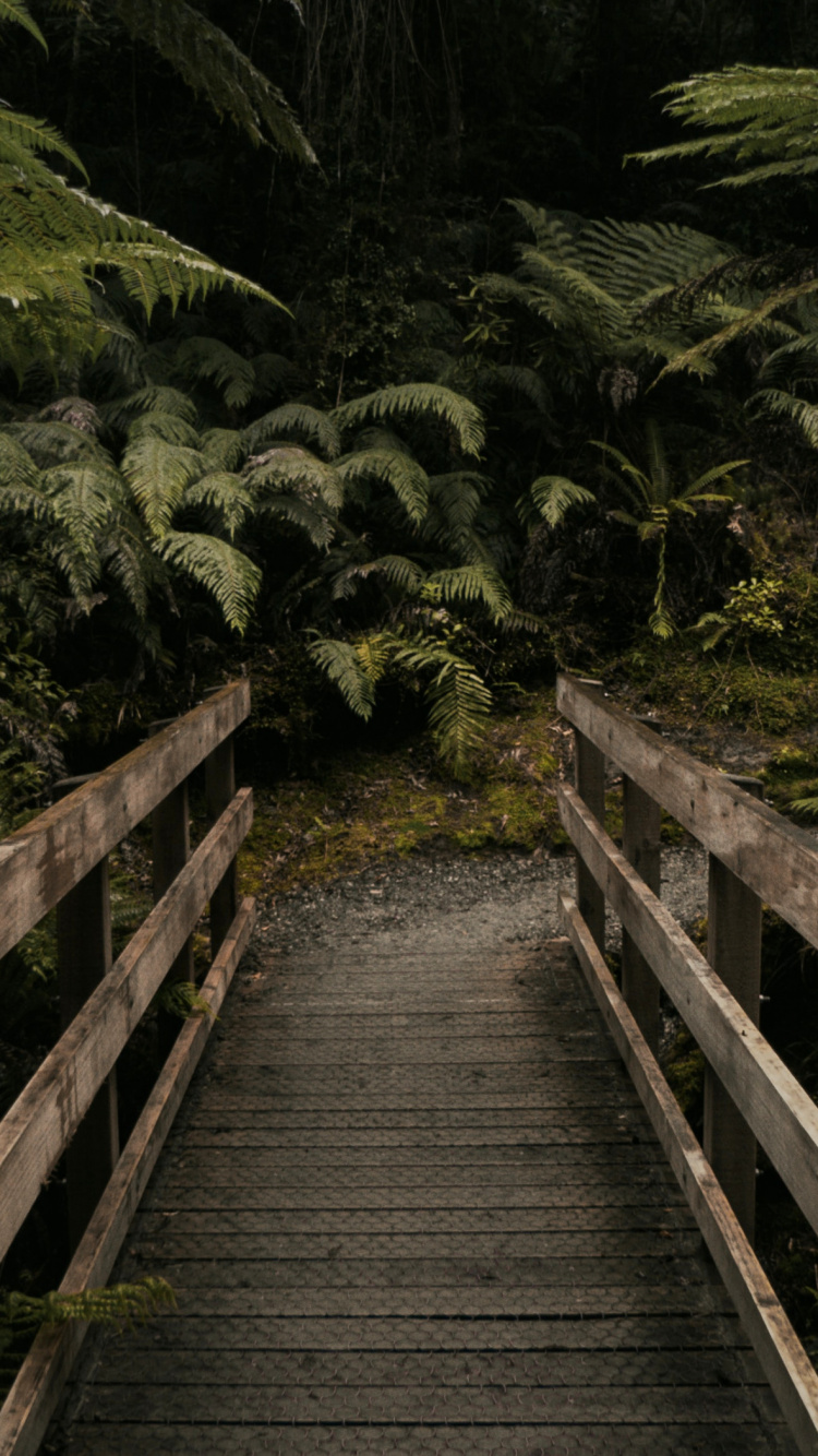 Selva, la Comunidad Vegetal, Paisaje Natural, Escalera, Madera. Wallpaper in 750x1334 Resolution