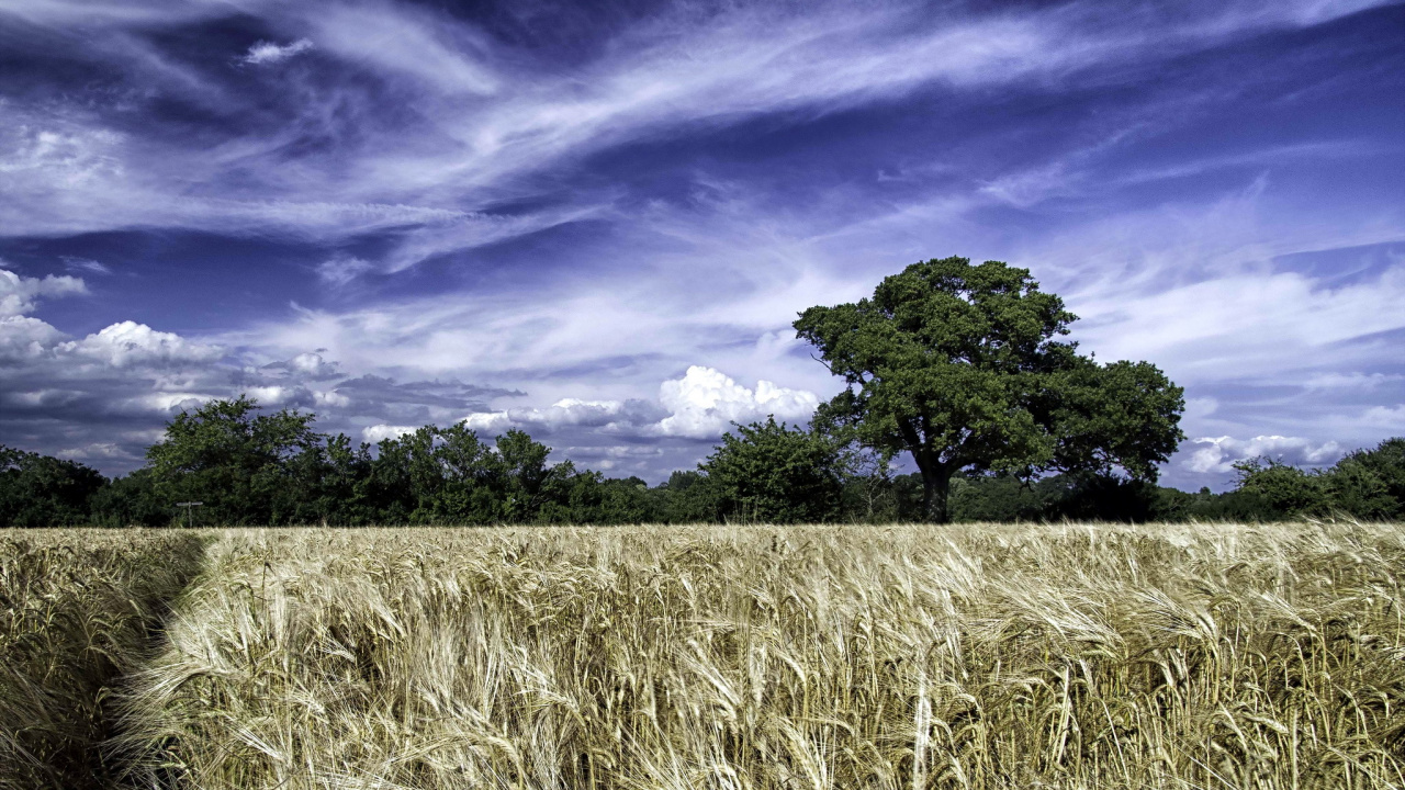 Green Trees Under Blue Sky During Daytime. Wallpaper in 1280x720 Resolution