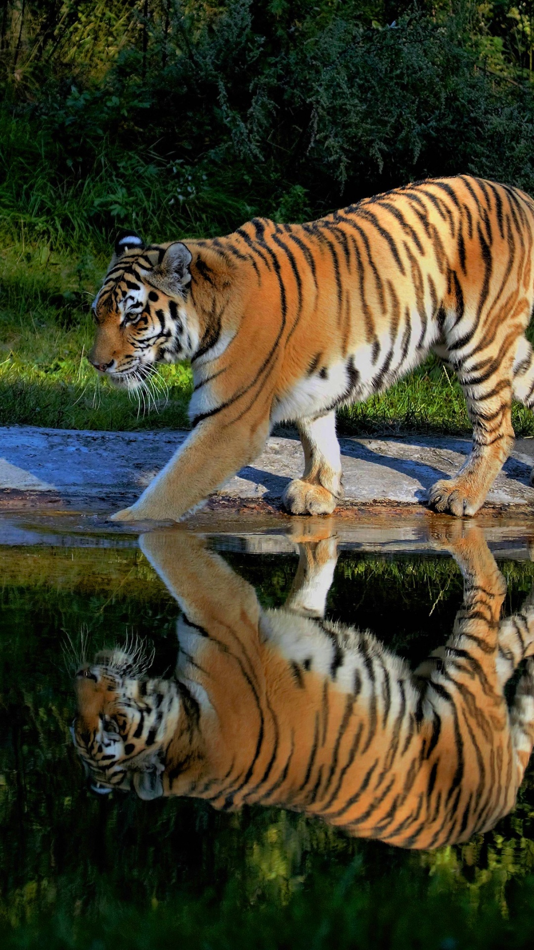 Tiger Auf Dem Wasser in Der Nähe Von Grünem Gras Tagsüber. Wallpaper in 1080x1920 Resolution