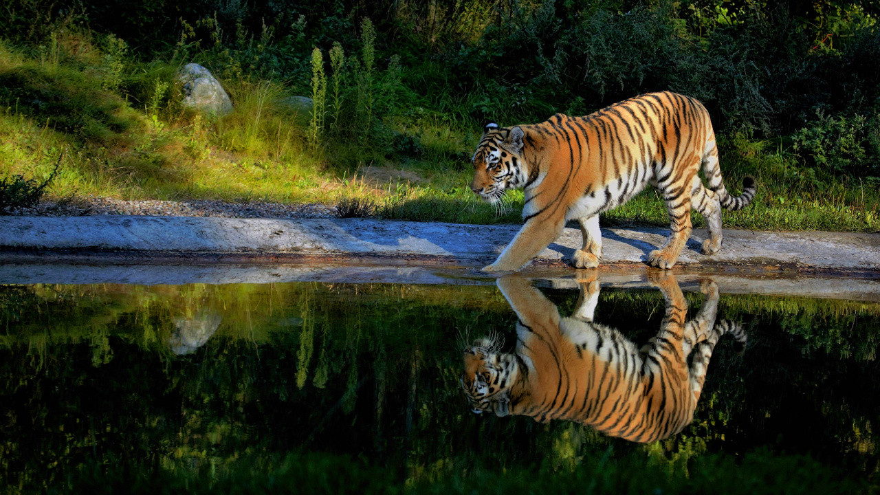 Tiger Auf Dem Wasser in Der Nähe Von Grünem Gras Tagsüber. Wallpaper in 1280x720 Resolution