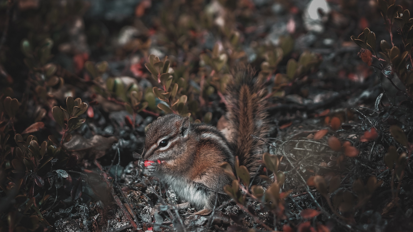 Braunes Eichhörnchen Auf Braunen Getrockneten Blättern. Wallpaper in 1366x768 Resolution