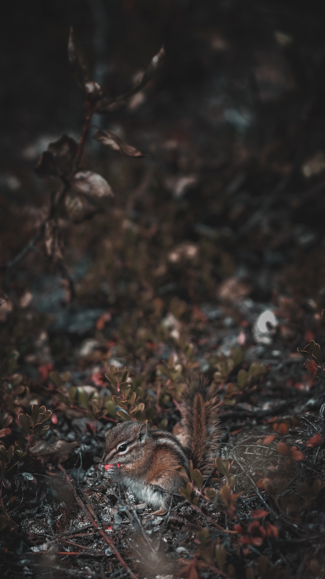 Écureuil Brun Sur Des Feuilles Séchées Brunes. Wallpaper in 1080x1920 Resolution