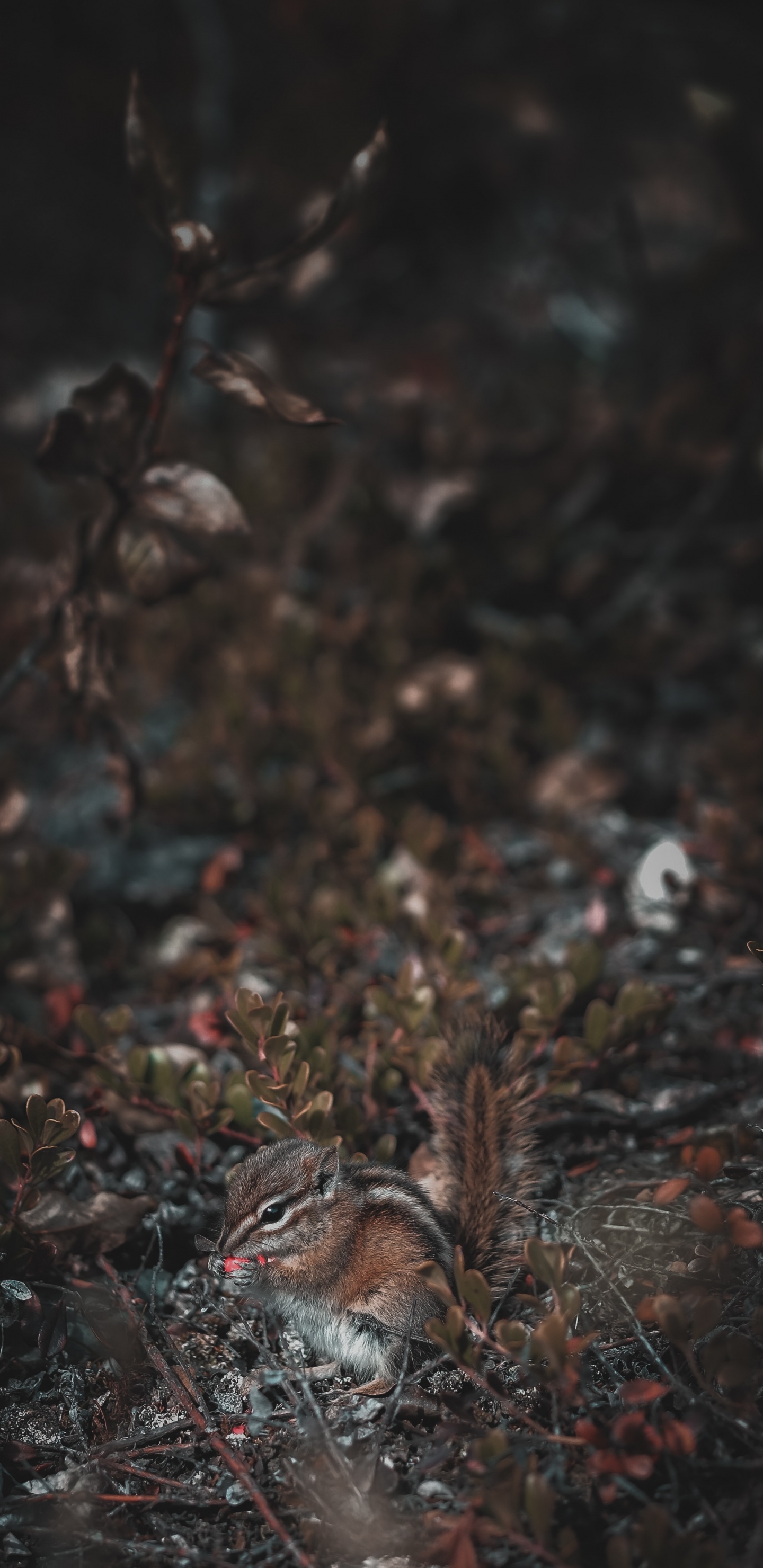 Écureuil Brun Sur Des Feuilles Séchées Brunes. Wallpaper in 1440x2960 Resolution