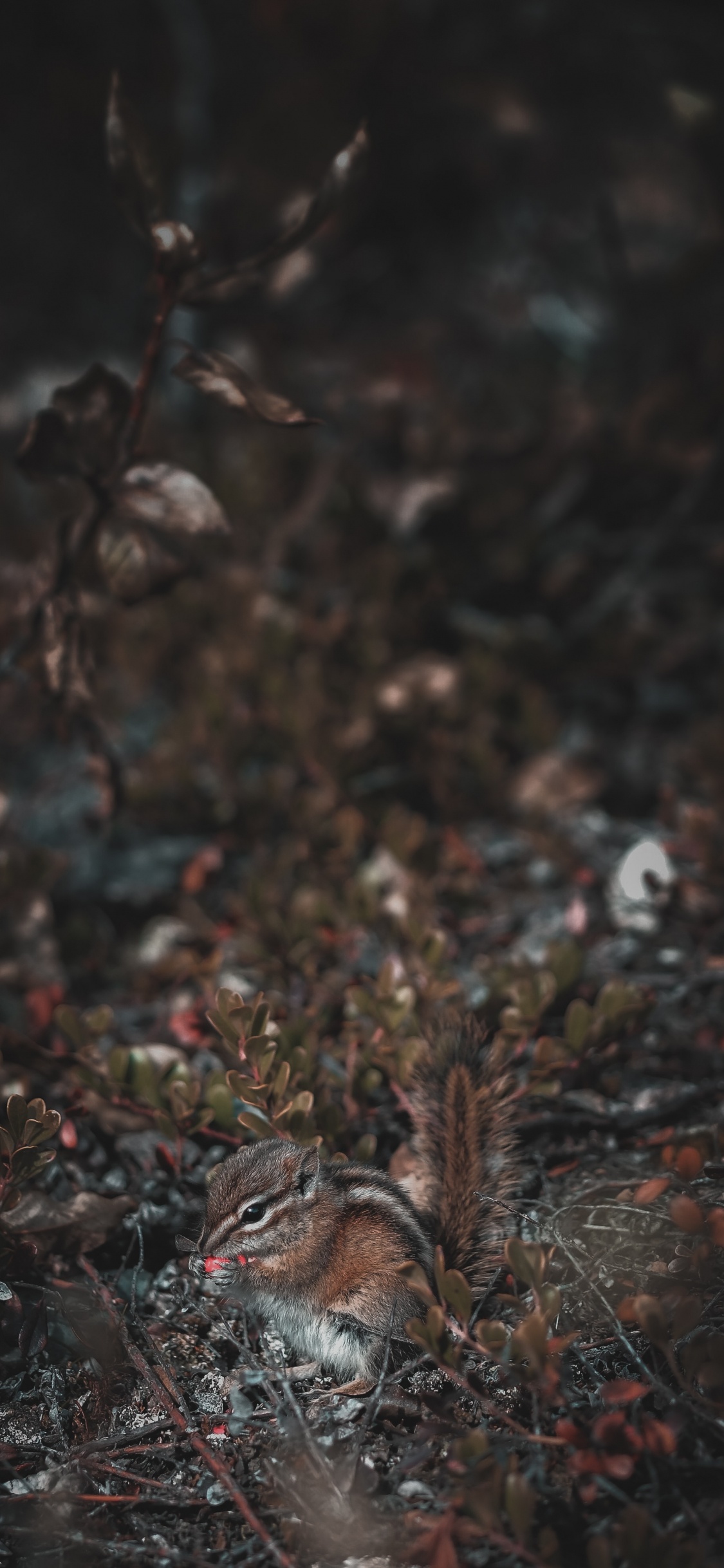 Brown Squirrel on Brown Dried Leaves. Wallpaper in 1125x2436 Resolution