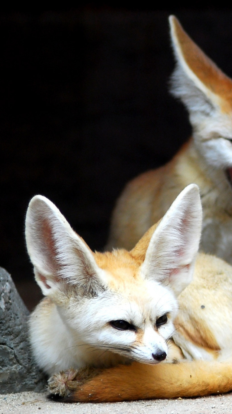 Brown and White Fox Lying on Brown Textile. Wallpaper in 750x1334 Resolution