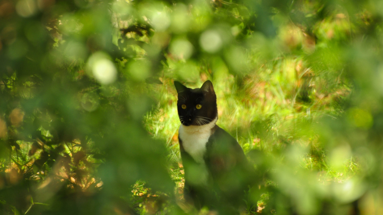 Tuxedo Cat on Green Grass During Daytime. Wallpaper in 1280x720 Resolution