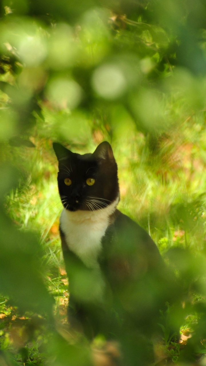 Tuxedo Cat on Green Grass During Daytime. Wallpaper in 720x1280 Resolution