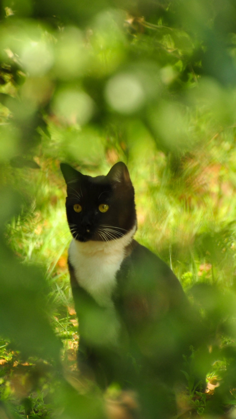 小猫, 绿色的, 猫科 壁纸 750x1334 允许