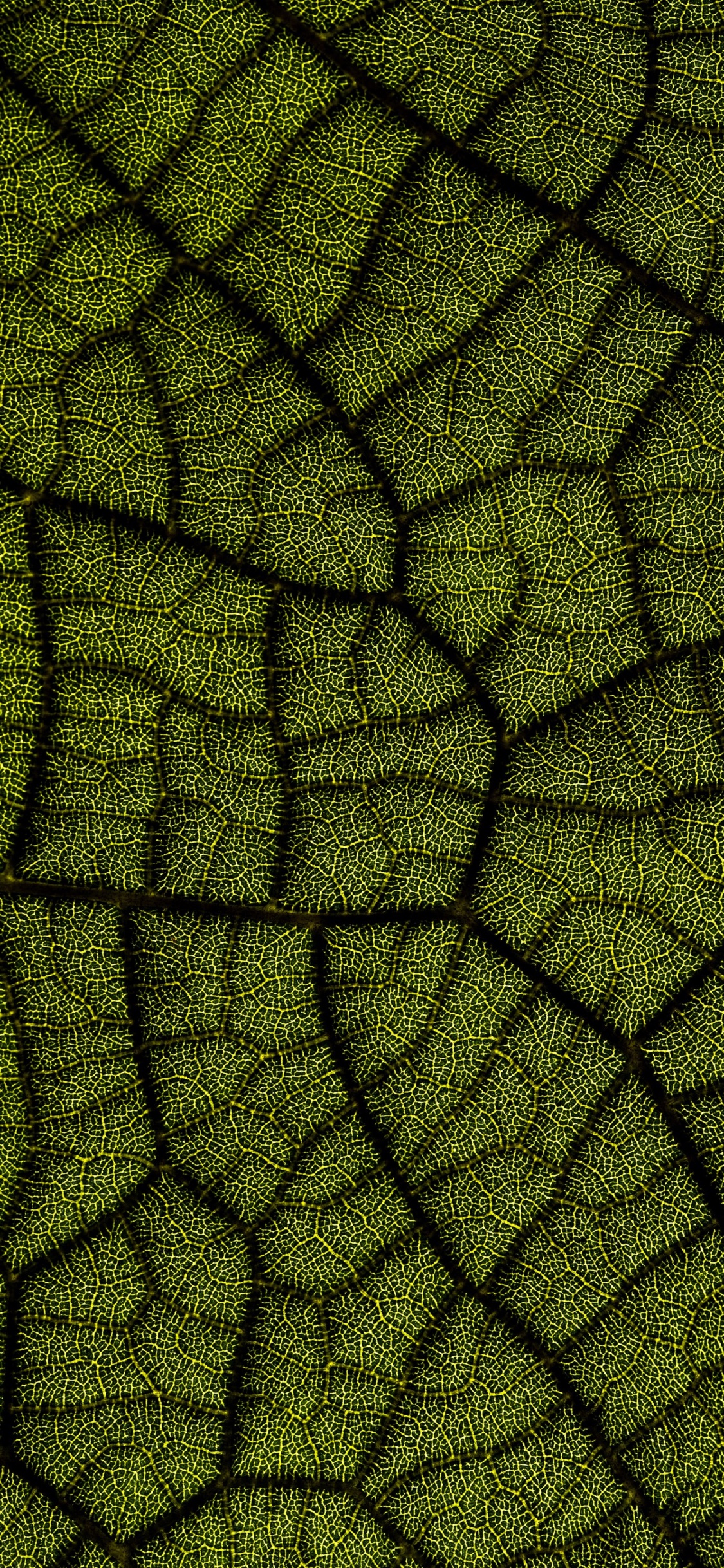 Bautismo Digital 2022, Planta Terrestre, Simetría, Arte, Tintes y Matices. Wallpaper in 1125x2436 Resolution