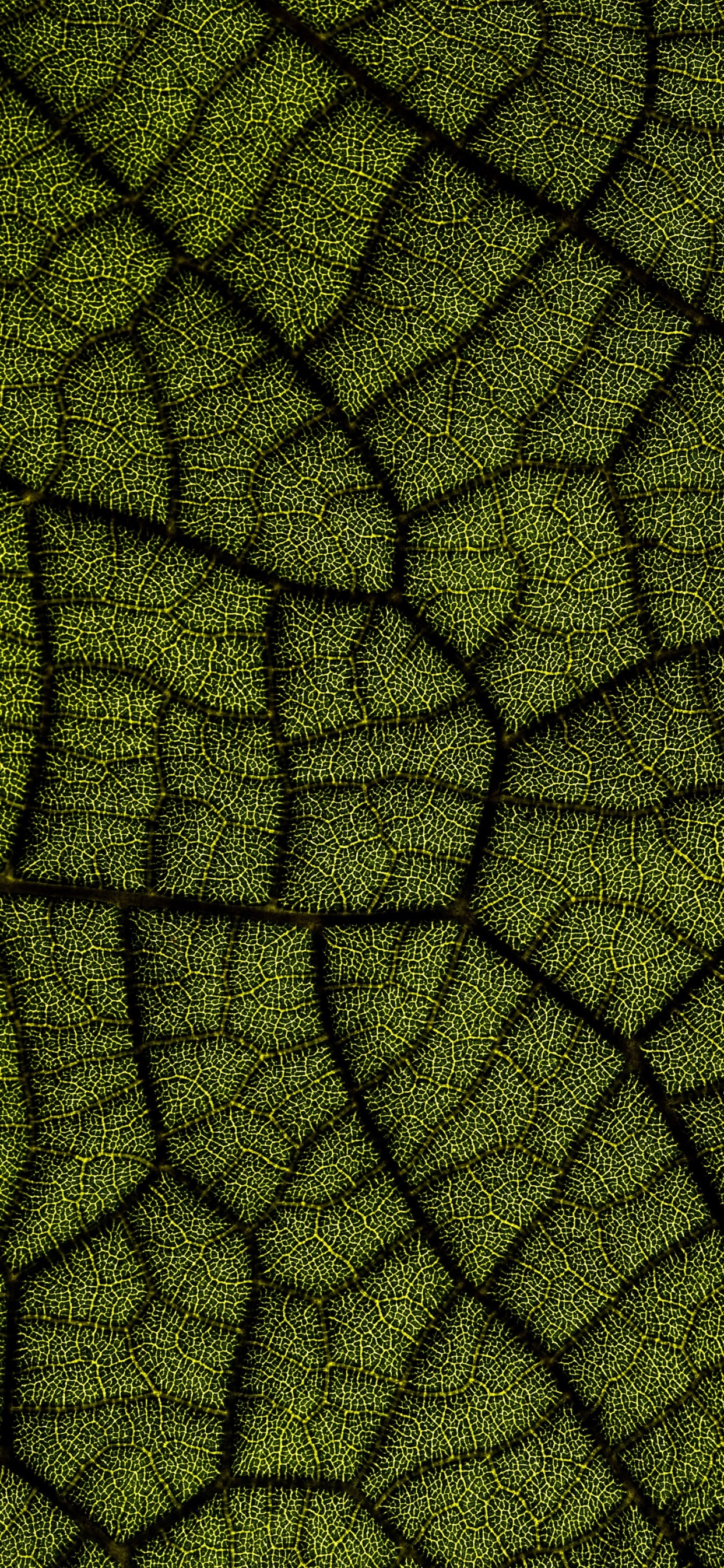 Bautismo Digital 2022, Planta Terrestre, Simetría, Arte, Tintes y Matices. Wallpaper in 1242x2688 Resolution