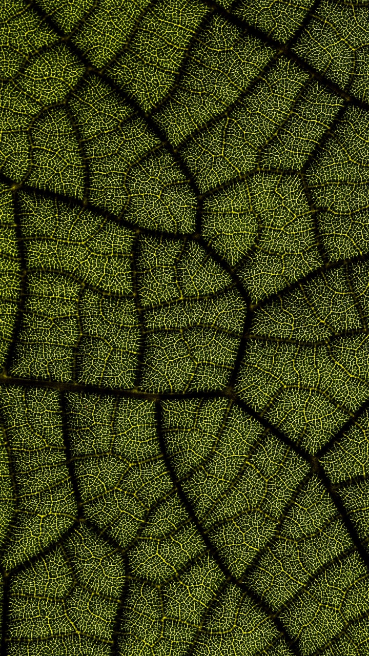 Bautismo Digital 2022, Planta Terrestre, Simetría, Arte, Tintes y Matices. Wallpaper in 720x1280 Resolution