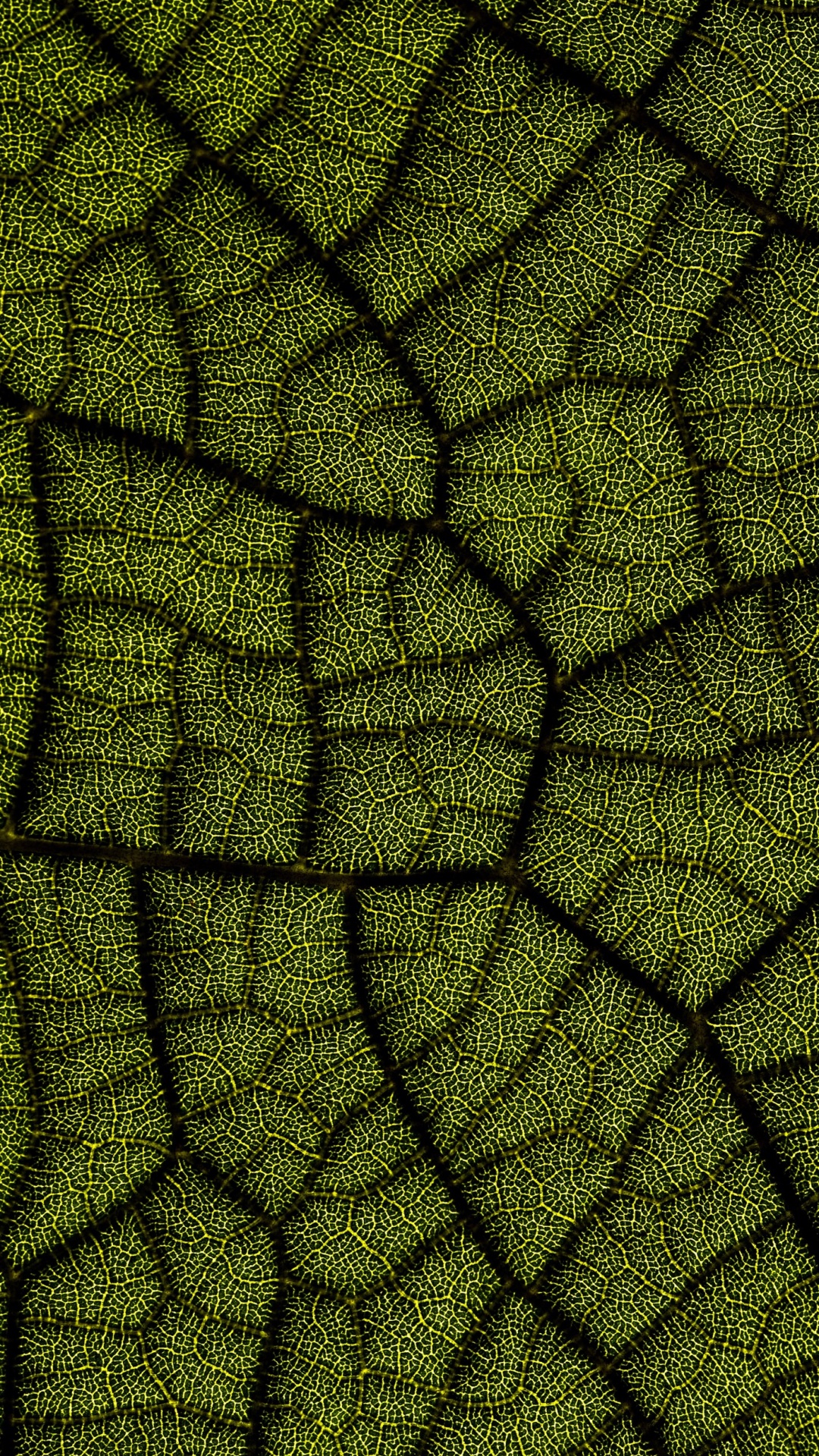Feuille, Construction Numérique 2022, Plante Terrestre, Symétrie, Art. Wallpaper in 1080x1920 Resolution