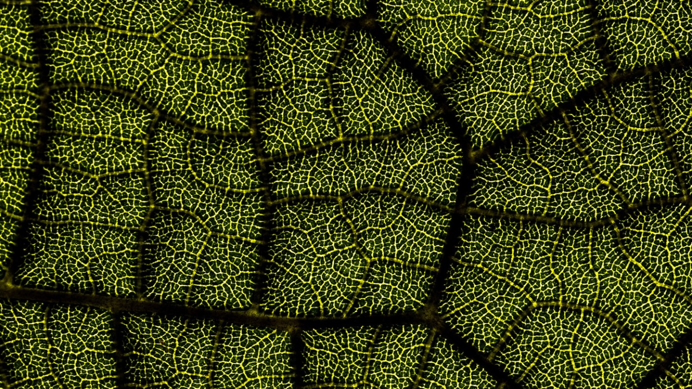 Leaf, Digitalbau 2022, Terrestrial Plant, Symmetry, Art. Wallpaper in 1366x768 Resolution