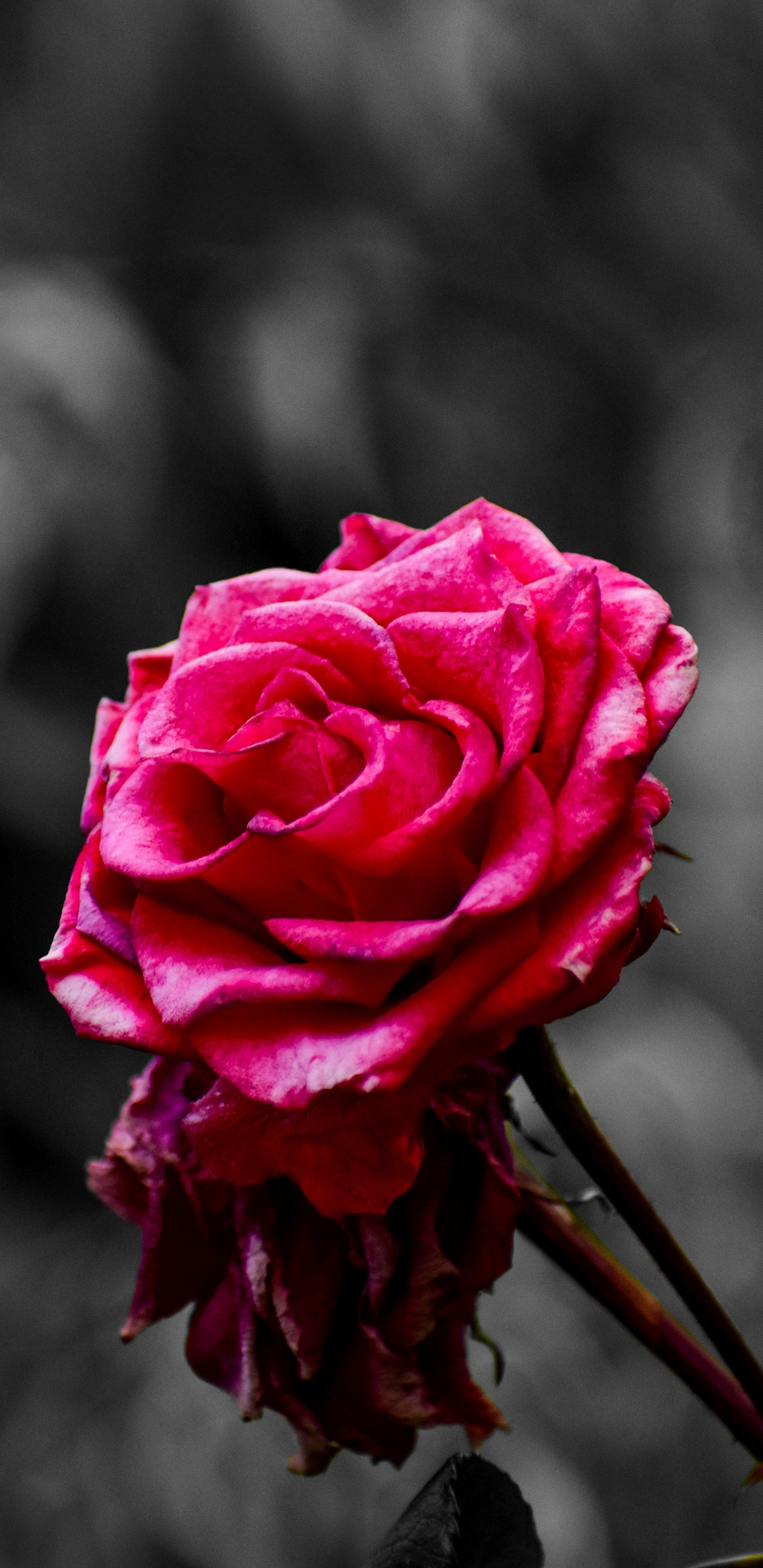 Pink Rose in Bloom in Close up Photography. Wallpaper in 1440x2960 Resolution
