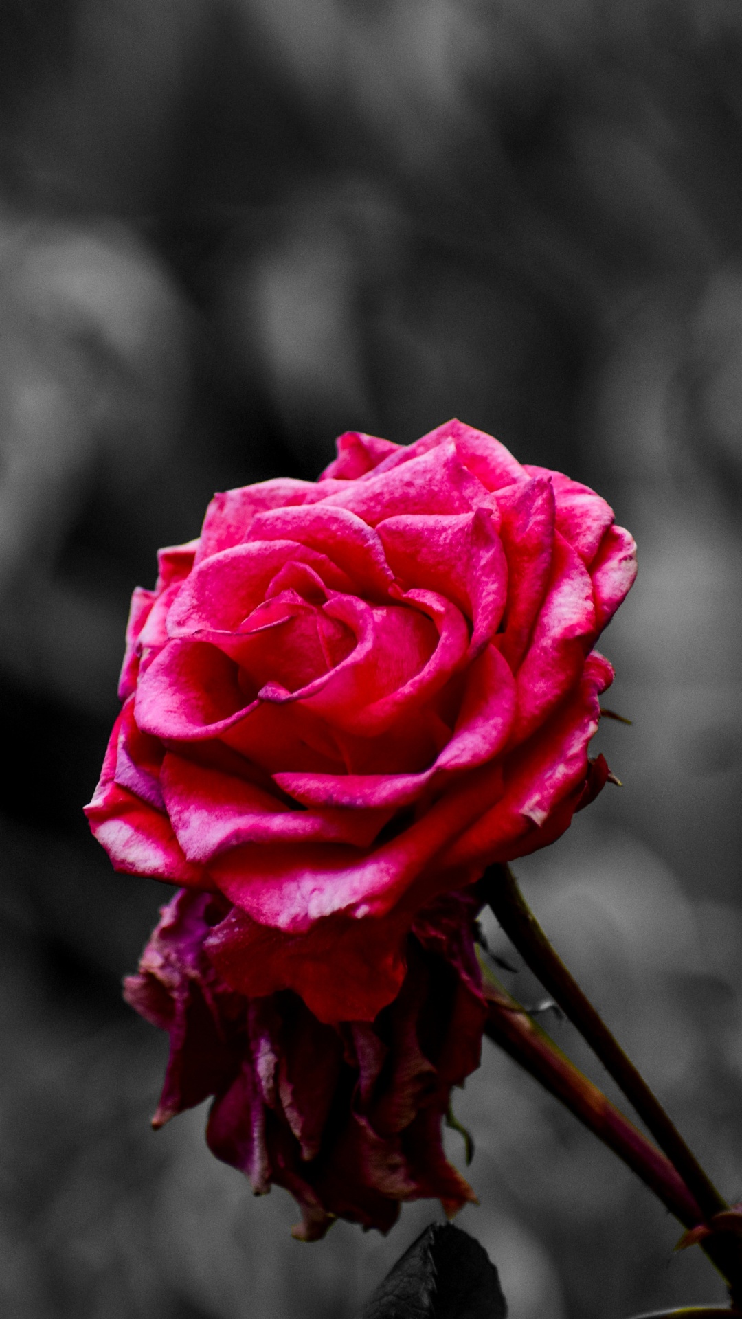 Rose Rose en Fleur Dans la Photographie en Gros Plan. Wallpaper in 1080x1920 Resolution