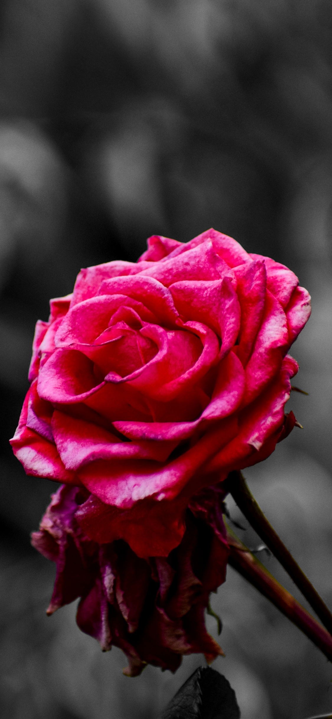 Rose Rose en Fleur Dans la Photographie en Gros Plan. Wallpaper in 1125x2436 Resolution