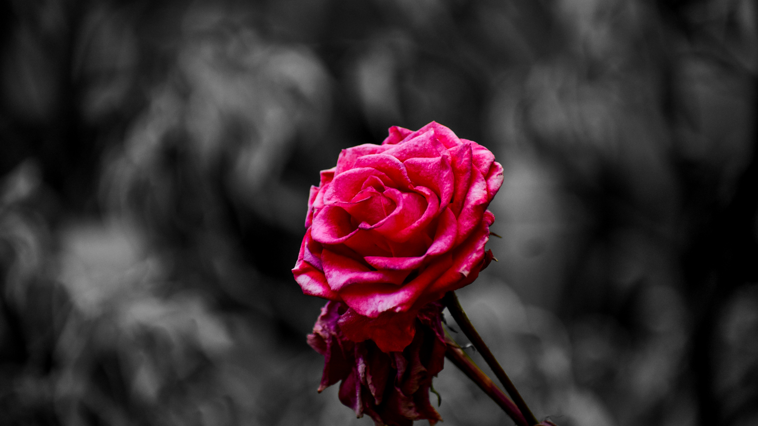Rose Rose en Fleur Dans la Photographie en Gros Plan. Wallpaper in 2560x1440 Resolution