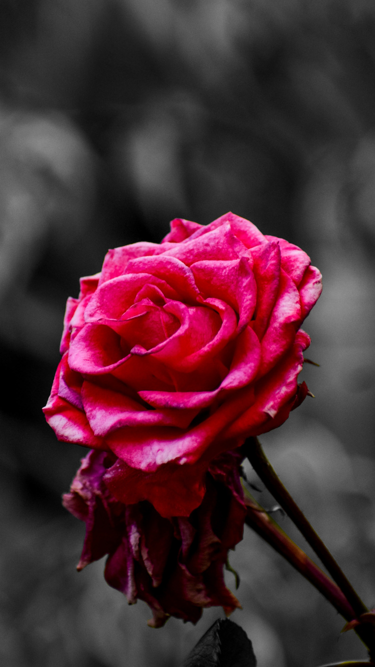 Rose Rose en Fleur Dans la Photographie en Gros Plan. Wallpaper in 750x1334 Resolution