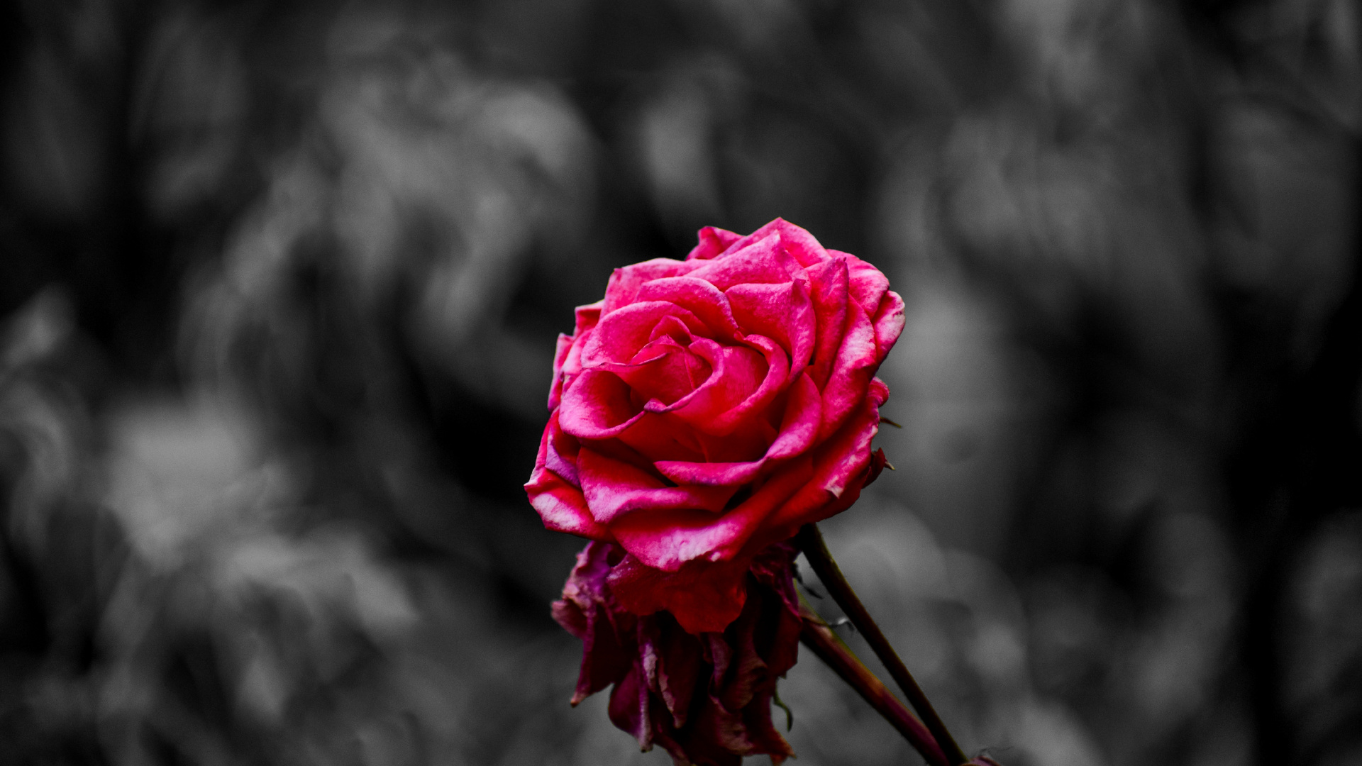 粉红色, 玫瑰花园, 红色的, 玫瑰家庭, 显花植物 壁纸 1920x1080 允许