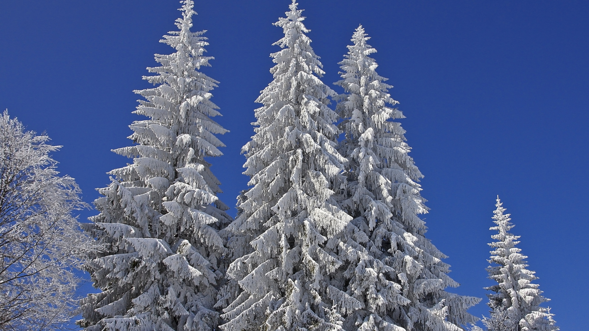 Schneebedeckte Kiefer Unter Blauem Himmel Tagsüber. Wallpaper in 1920x1080 Resolution