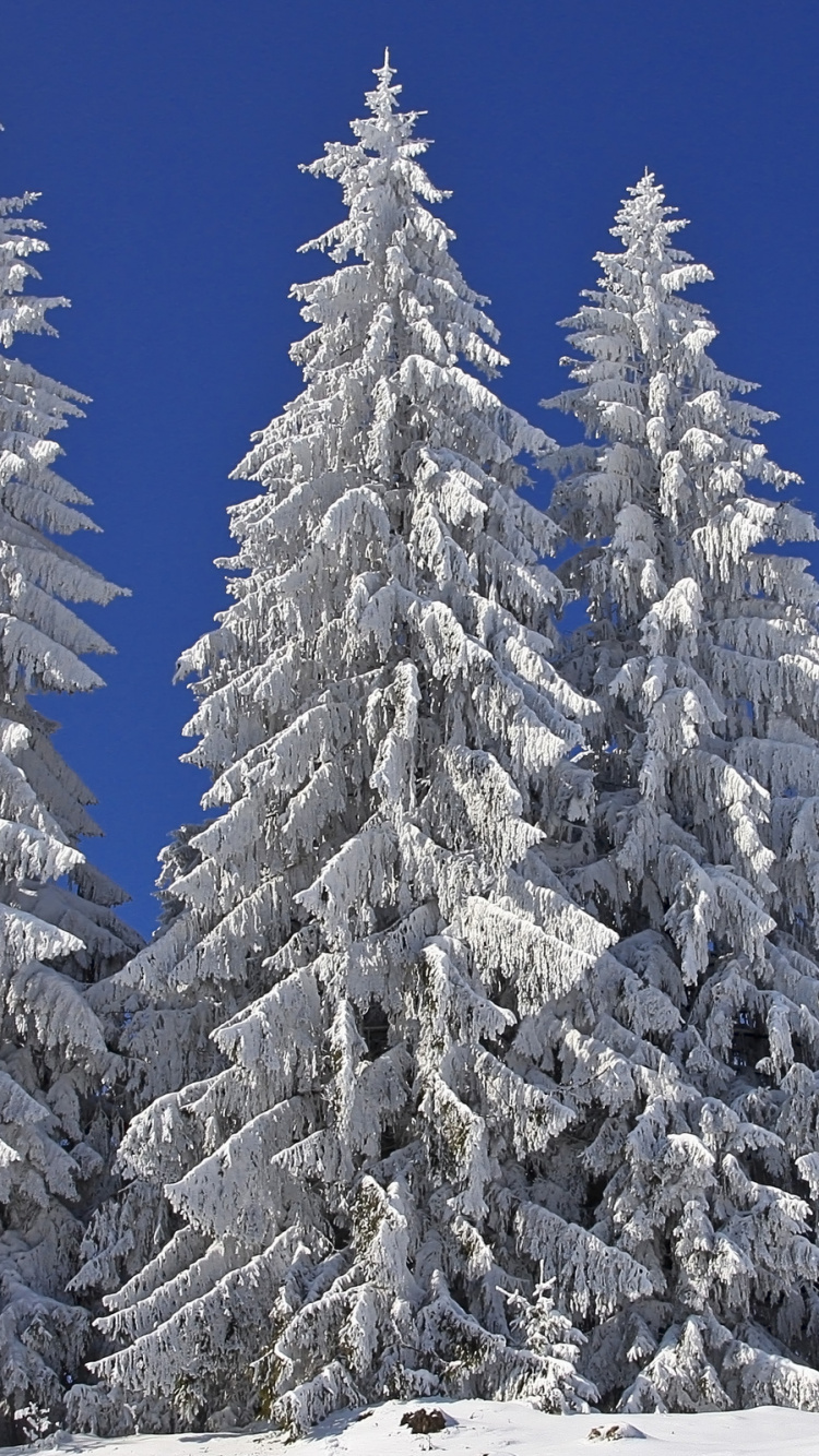 Snow Covered Pine Tree Under Blue Sky During Daytime. Wallpaper in 750x1334 Resolution