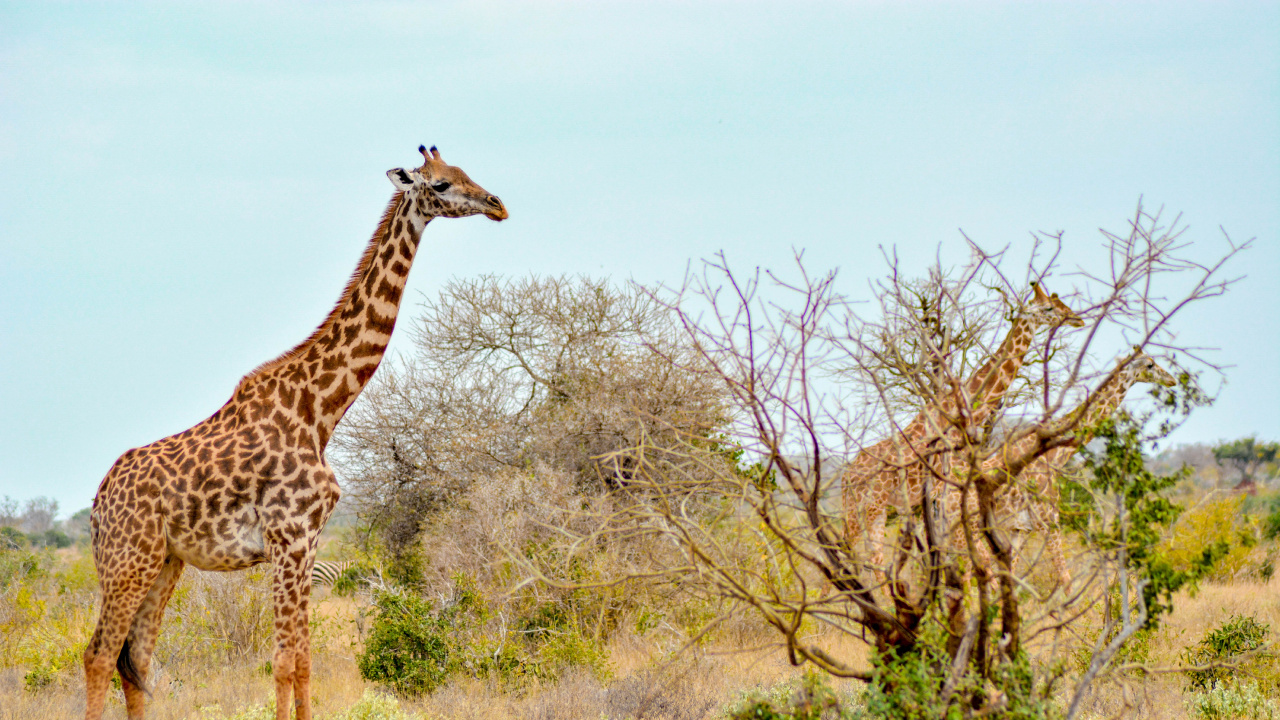 Africa Giraffe, Maasai Mara National Reserve, Tsavo East National Park, Giraffe Centre, African Bush Elephant. Wallpaper in 1280x720 Resolution
