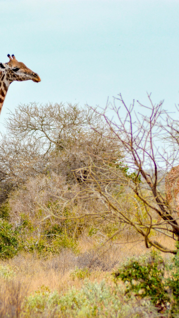 Africa Giraffe, Maasai Mara National Reserve, Tsavo East National Park, Giraffe Centre, African Bush Elephant. Wallpaper in 720x1280 Resolution