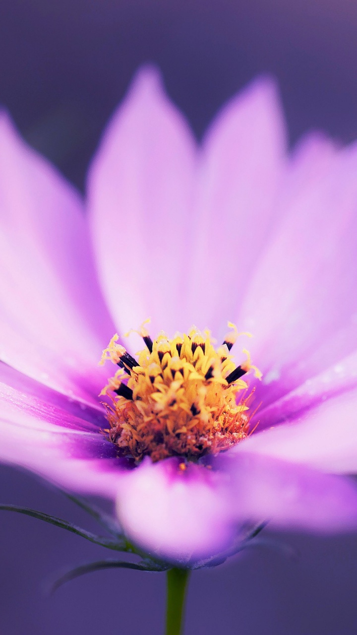 Flor Morada en Lente de Cambio de Inclinación. Wallpaper in 720x1280 Resolution
