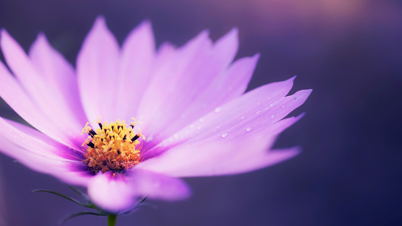 Purple Flower in Tilt Shift Lens. Wallpaper in 1280x720 Resolution