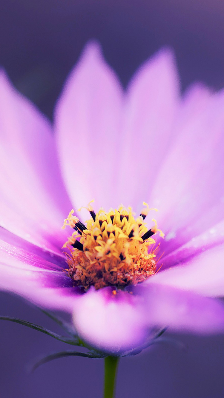 Purple Flower in Tilt Shift Lens. Wallpaper in 750x1334 Resolution