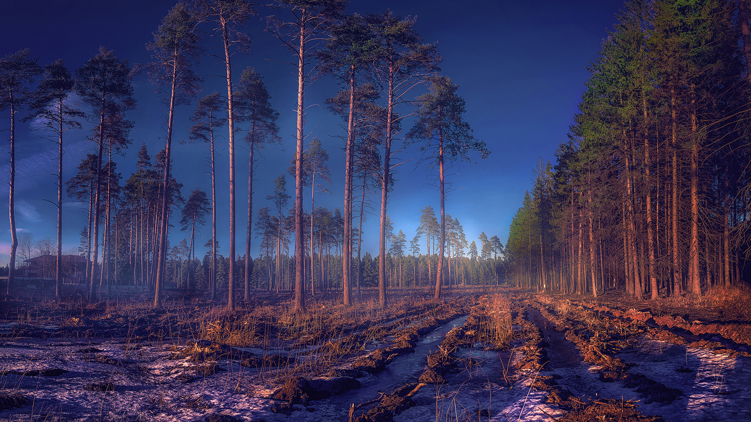 Brown Trees on Brown Field During Daytime. Wallpaper in 2560x1440 Resolution