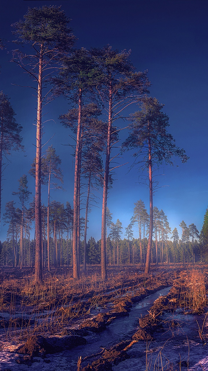 Brown Trees on Brown Field During Daytime. Wallpaper in 720x1280 Resolution