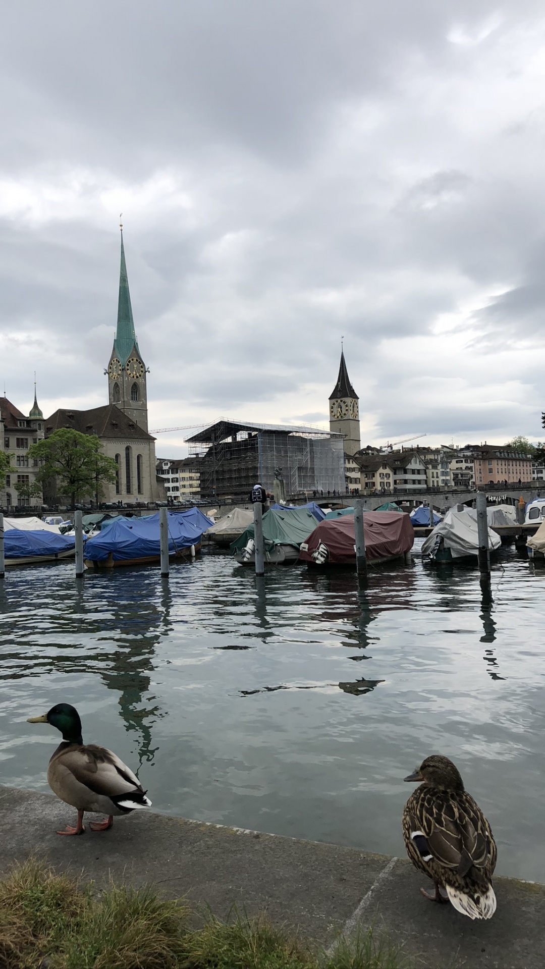 Fraumnster, Eau, Mallard, Oie, Rivière. Wallpaper in 1080x1920 Resolution