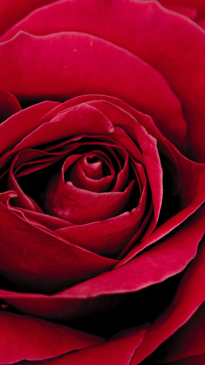 Rose Rouge en Fleur Photo en Gros Plan. Wallpaper in 720x1280 Resolution
