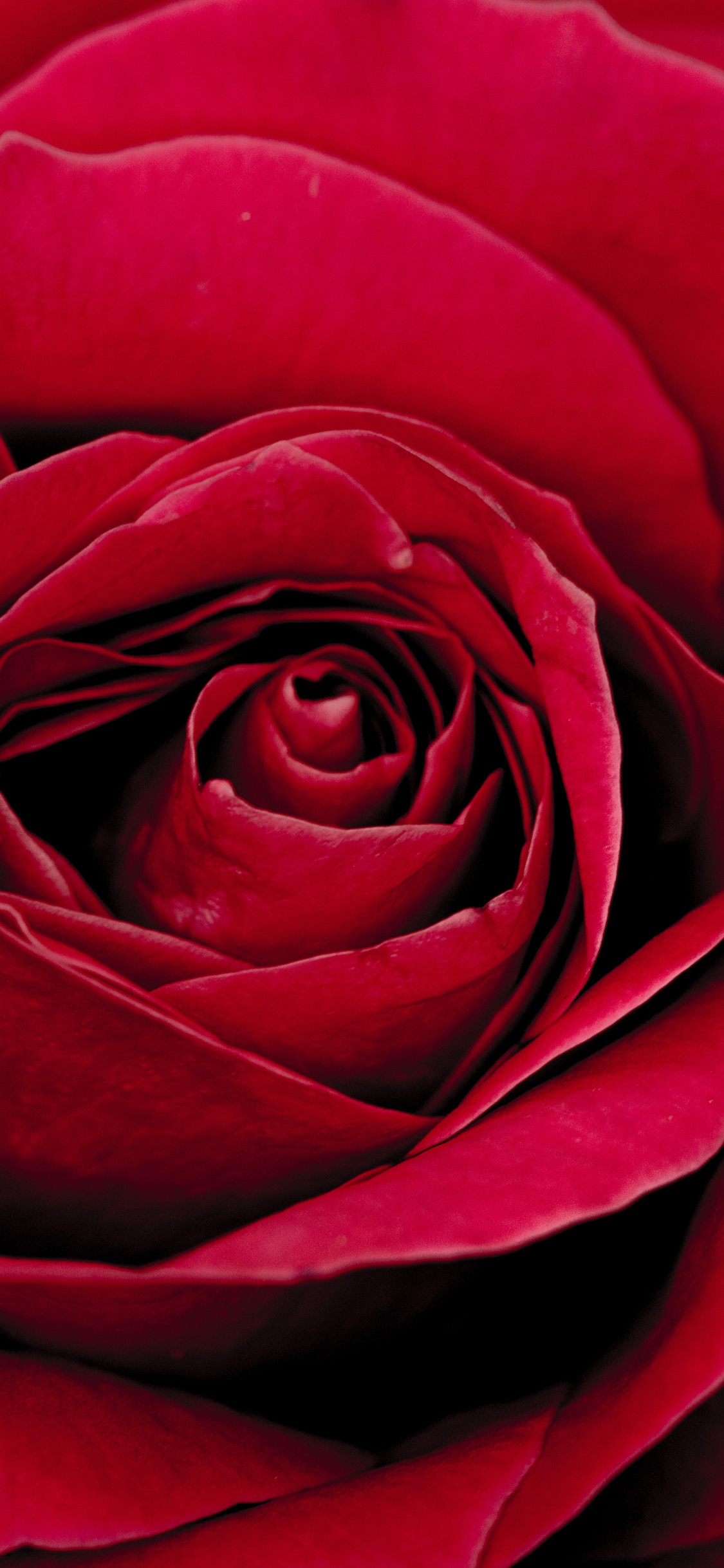 Red Rose in Bloom Close up Photo. Wallpaper in 1125x2436 Resolution